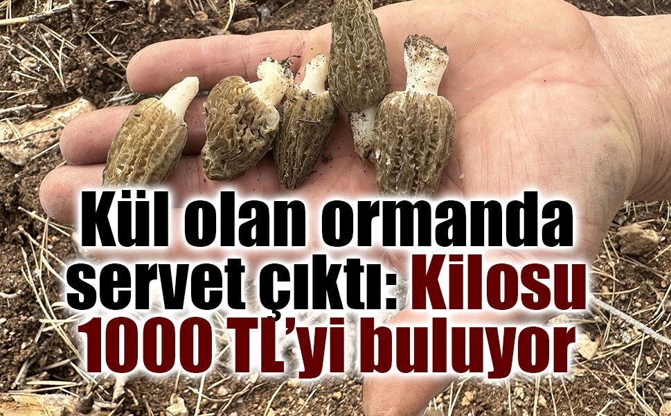 Yanan ormanlarda “altın değerinde” mantar: Kuzugöbeği köylünün yeni umudu oldu