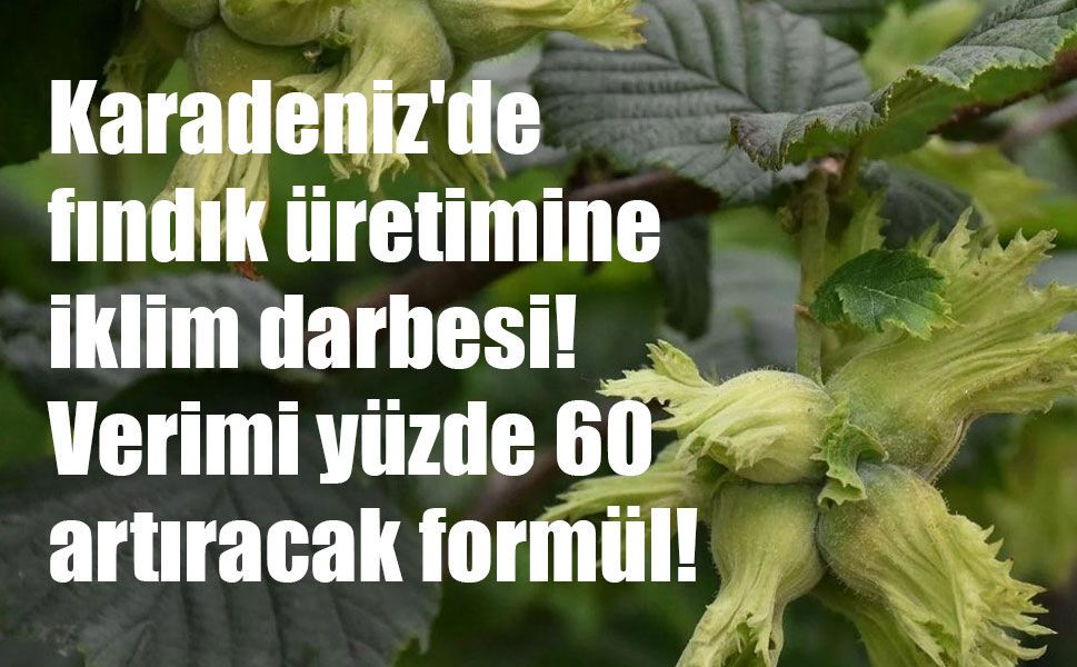 Fındıkta Kırmızı Alarm: Karadeniz İçin Ezber Bozan 'Sulama' Uyarısı!