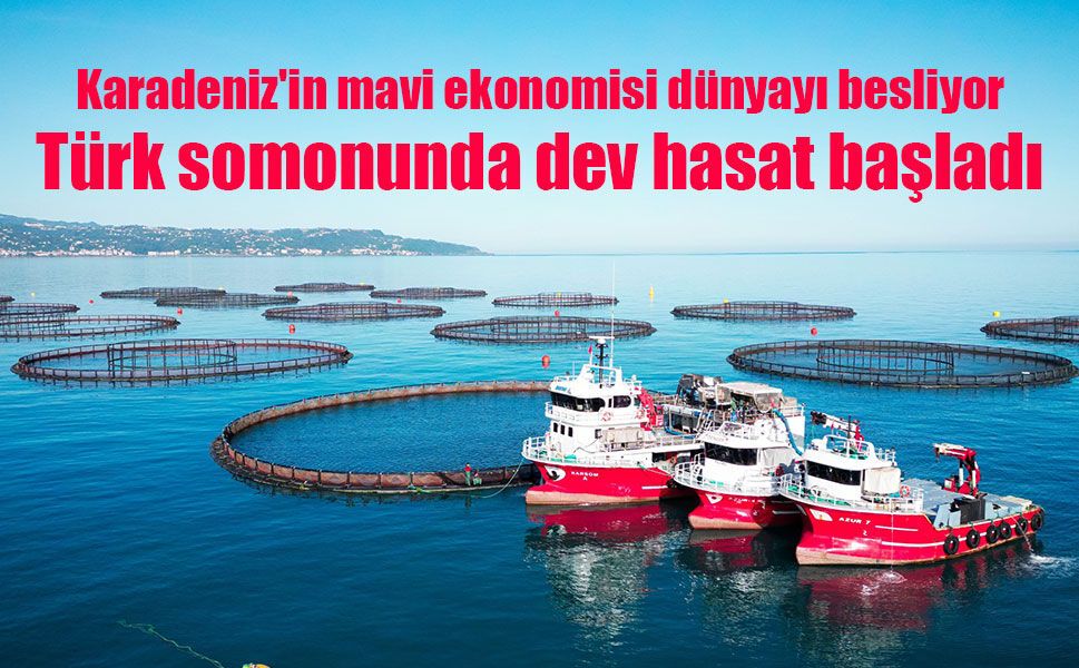 Karadeniz'in mavi ekonomisi dünyayı besliyor: Türk somonunda dev hasat başladı