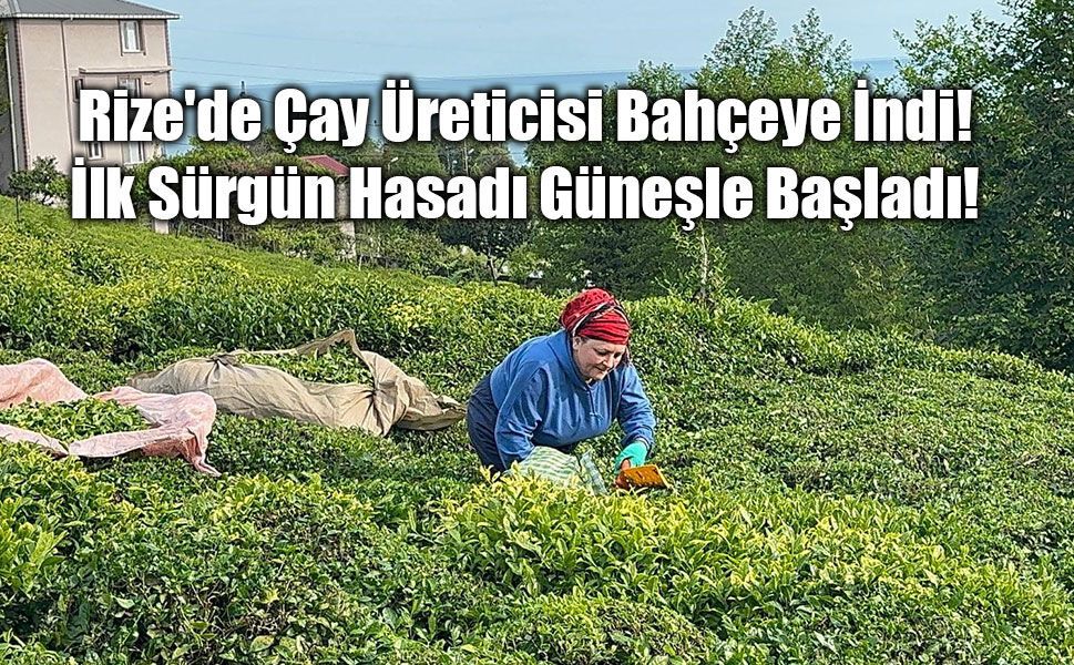 Rize'de Çay Üreticisi Bahçeye İndi: İlk Sürgün Hasadı Güneşle Başladı!