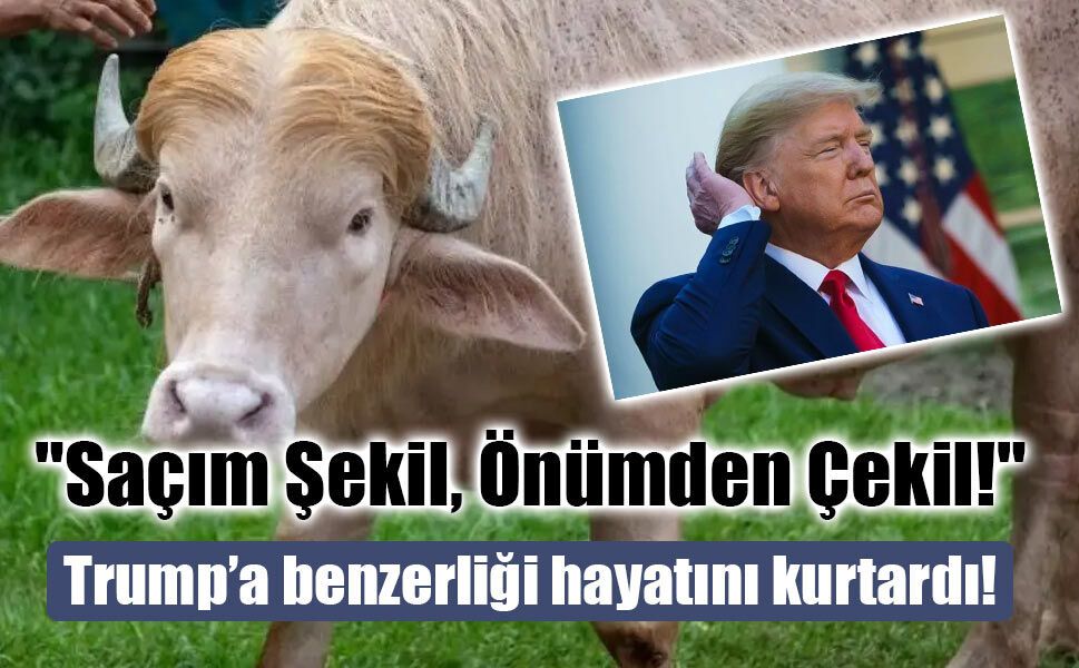 Sarı Saçları Hayatını Kurtardı: 'Trump' Lakaplı Albino Manda Koruma Altına Alındı