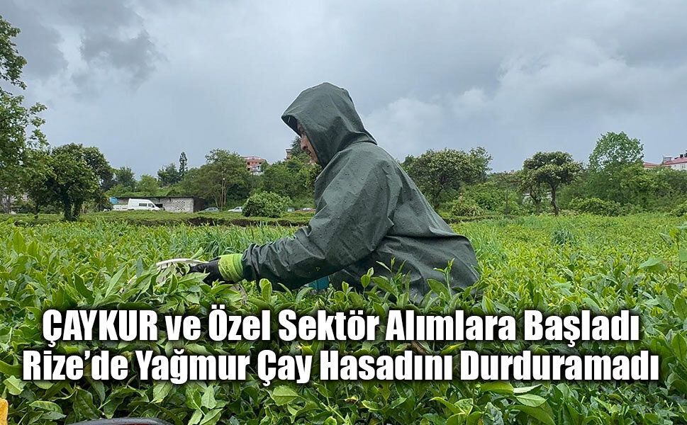 Doğu Karadeniz’de Yağmura Rağmen Çay Mesaisi Sürüyor!