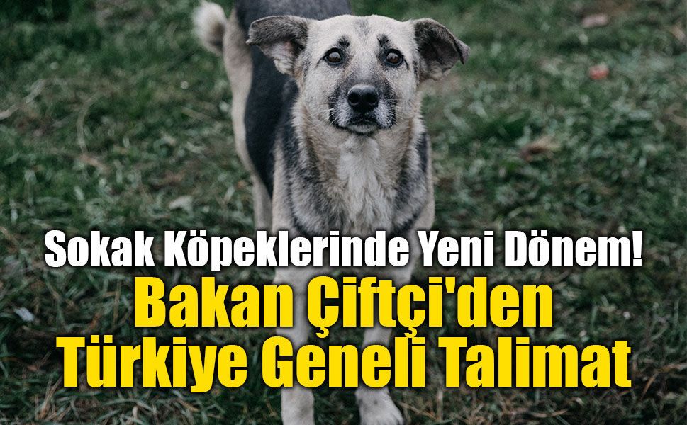 Sokak Köpeklerinde Yeni Dönem: Bakan Çiftçi'den Türkiye Geneli Talimat