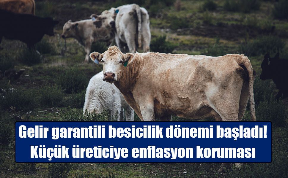 Küçük Üreticiye Müjde: Bakanlıktan ‘Gelir Garantili Besicilik’ Dönemi!