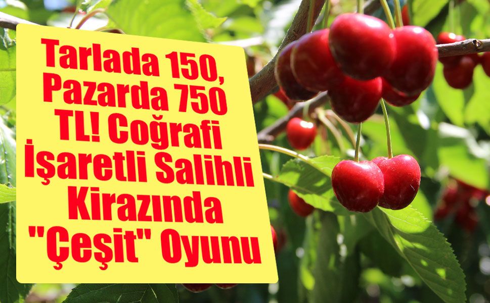 Tarlada 150, Pazarda 750 TL! Coğrafi İşaretli Salihli Kirazında "Çeşit" Oyunu
