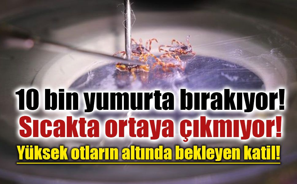 Uzmandan yaz ayları uyarısı: Keneler yüksek otların altında bekliyor