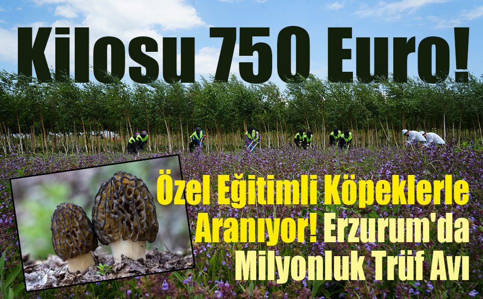 Kilosu 750 Euro! Erzurum'da Trüf Mantarı İçin Dev Adım!