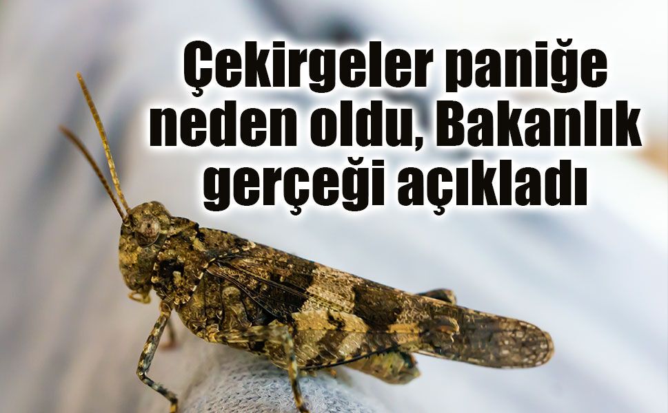 İstanbul'daki çekirgeler paniğe neden oldu, Bakanlık gerçeği açıkladı!