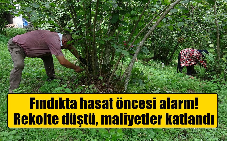 Fındıkta hasat mesaisi başladı: Üretici maliyet ve rekolte düşüşünden dertli
