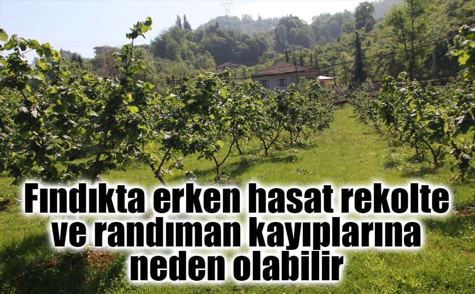 Fındık Üreticilerine Kritik Uyarı: Erken Hasat Geliri Azaltabilir