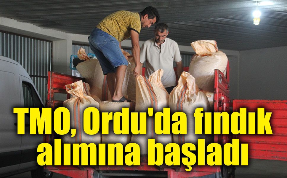 TMO, Ordu'da fındık alımına başladı