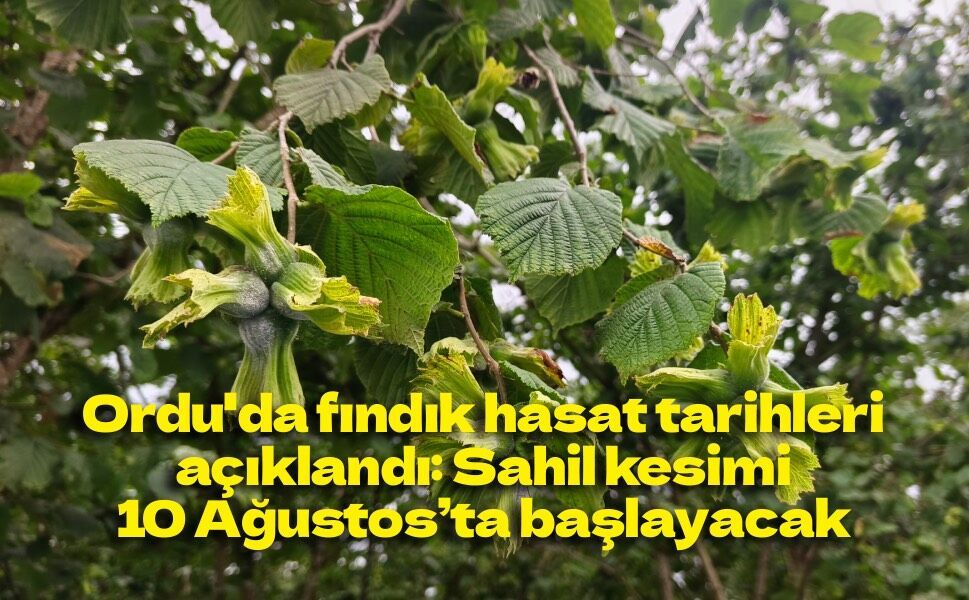 Ordu'da fındık hasat tarihleri açıklandı: Sahil kesimi 10 Ağustos’ta başlayacak