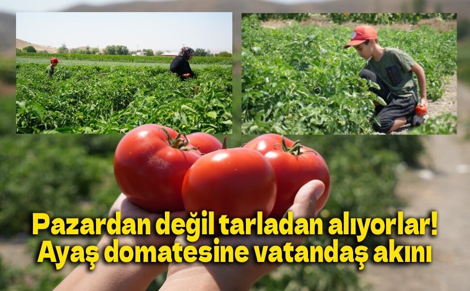 Coğrafi işaretli lezzette sezon açıldı: Ayaş domatesi dalından toplanıyor