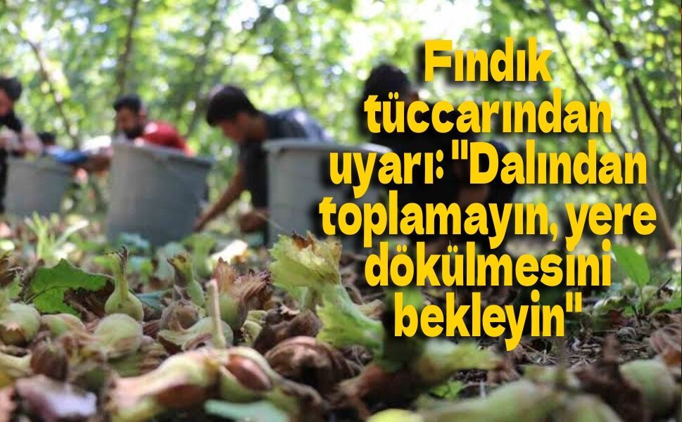 Fındık tüccarından uyarı: "Dalından toplamayın, yere dökülmesini bekleyin"