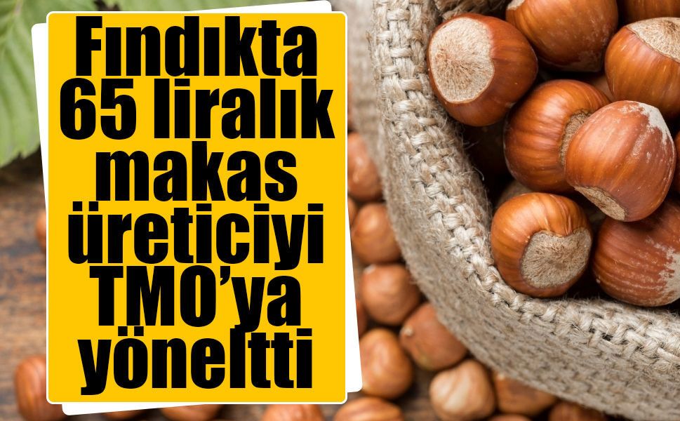 Fındıkta 190 lira şoku! Üretici TMO'ya yöneldi