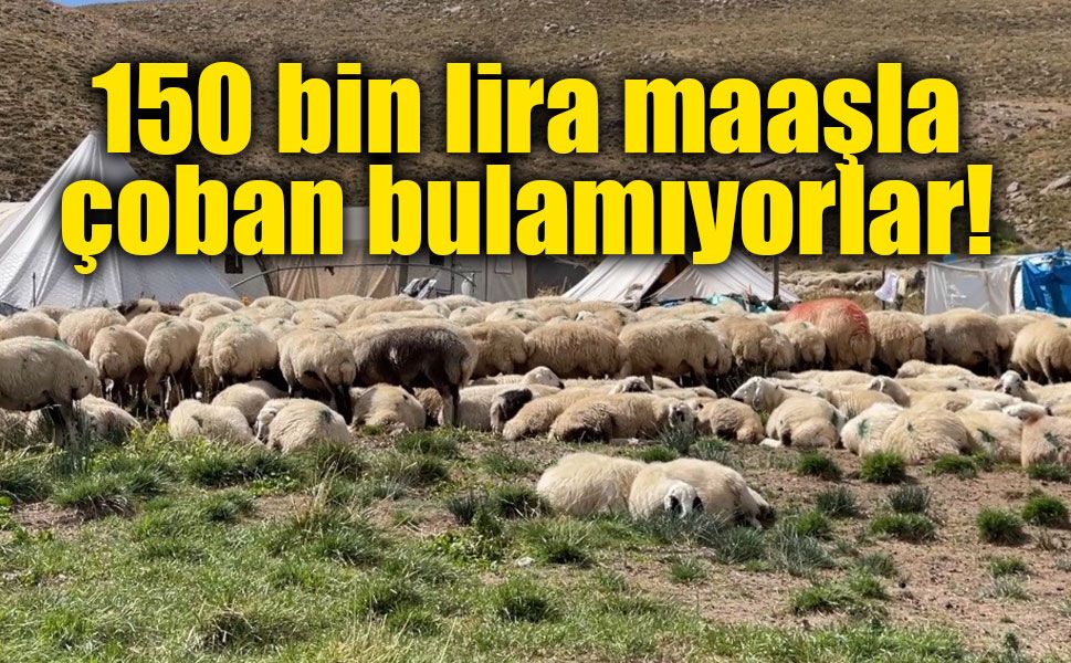 Çobana 150 bin lira maaş veriliyor, yine de üretici aradığını bulamıyor