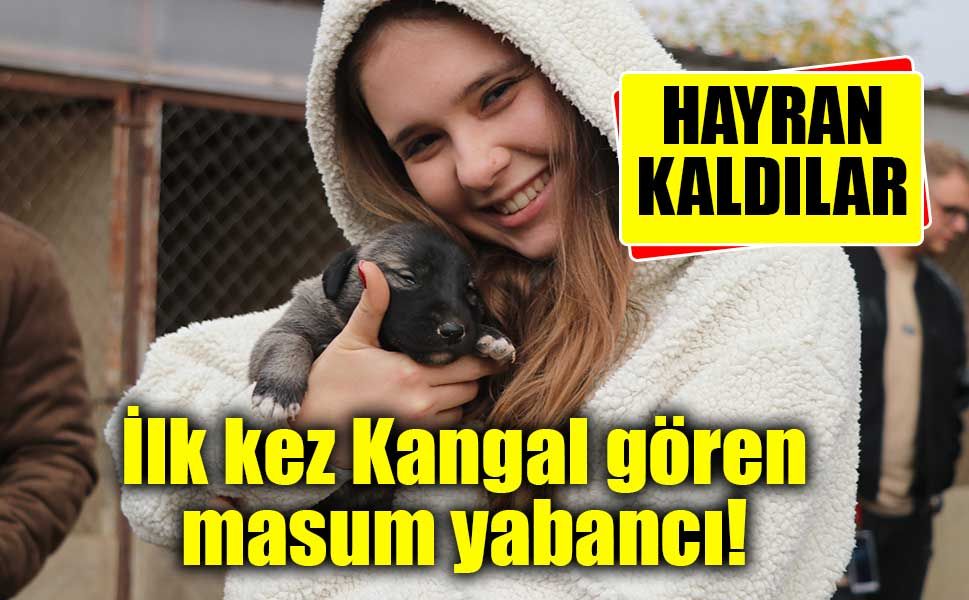 Yabancı öğrenciler ilk kez kangal gördü, hayranlığını gizleyemedi
