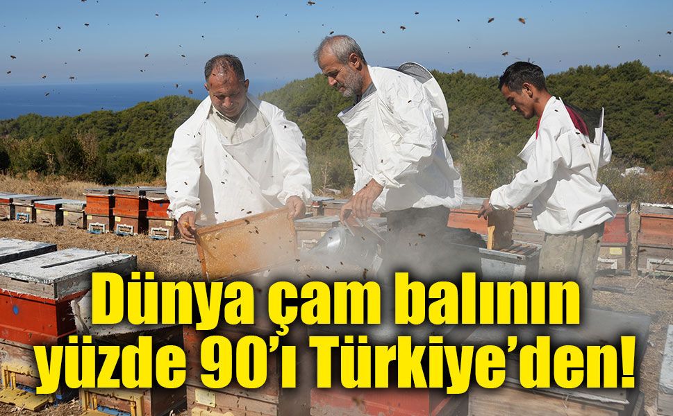 Dünya çam balının yüzde 90’ı Türkiye’den! Arıcılarda bereketli hasat