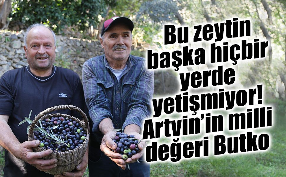 Bu zeytin başka hiçbir yerde yetişmiyor! Artvin’in milli değeri Butko