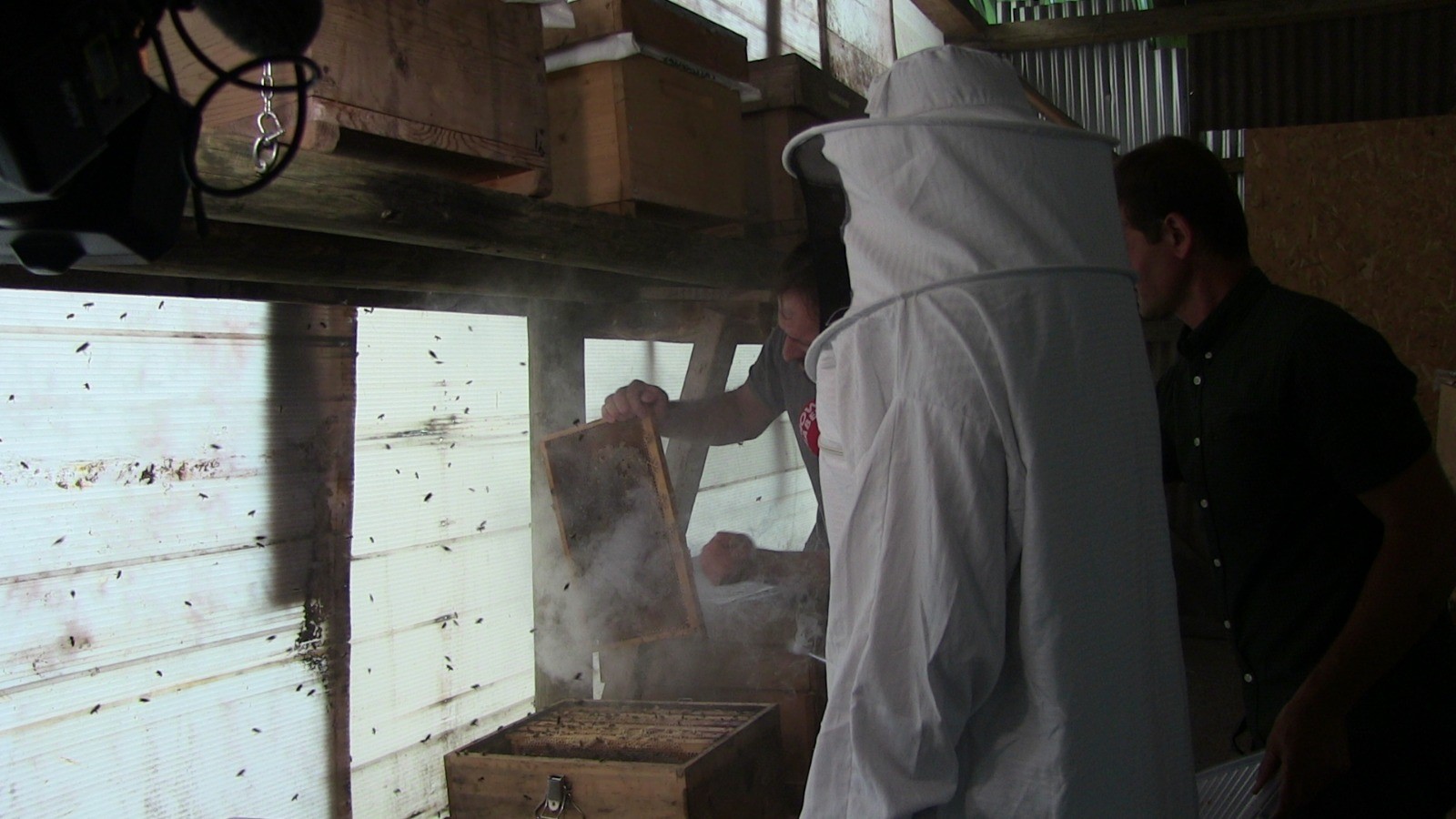 Macahel Balı; İngiltere’de düzenlenen ve dünyanın en kapsamlı bal yarışmalarından olan London International Honey Awards (LIHA) 2023’te ‘Altın Kalite Ödülü’ne layık görüldü. Zengin fauna ve florası ile dikkat çeken Macahel bölgesi, Türkiye’de bulunan 10 bin çeşit bitki türünün 2 bin 727 çeşidini bünyesinde barındırıyor. Koruma altında olan bölgeye has saf Kafkas arı ırkından elde edilen bal, yöre halkının temel geçim kaynakları arasında yer alırken, dünya çapında tescillenen Macahel Balı'nın ağaçlardaki karakovan ve meralardaki peteklerin sağımına başlandı.
