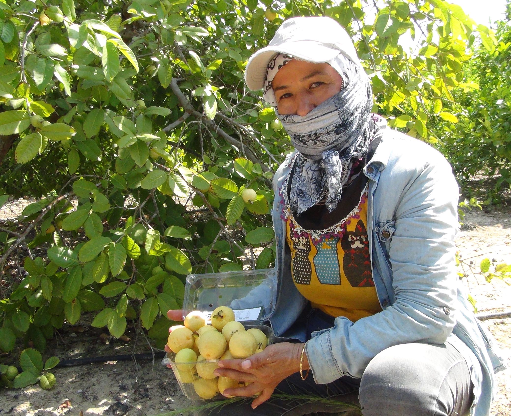 Guavanın kilosu 15 liradan alıcı buluyor.
Birçok tropik ve subtropik meyvenin yetiştiği Silifke’de 10 yıl önce guava fidanlarını toprakla buluşturan ve Türkiye’nin ilk guava üreticisi olan Levent, yaklaşık 12 ton ürün elde etmeyi hedefliyor. Bu ürünlerin hasadına başlayan Levent, meyvenin özelliklerinden ve kullanım alanlarından söz etti.