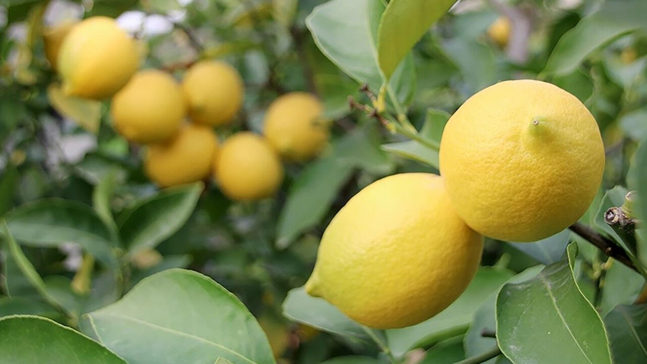 Adana’da limon alarmı: Hasat başladı, gözler Rusya pazarında