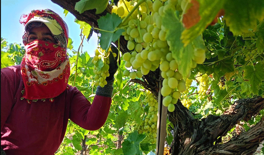 Sarıgöl'de üzüm hasadı aralıksız devam ediyor