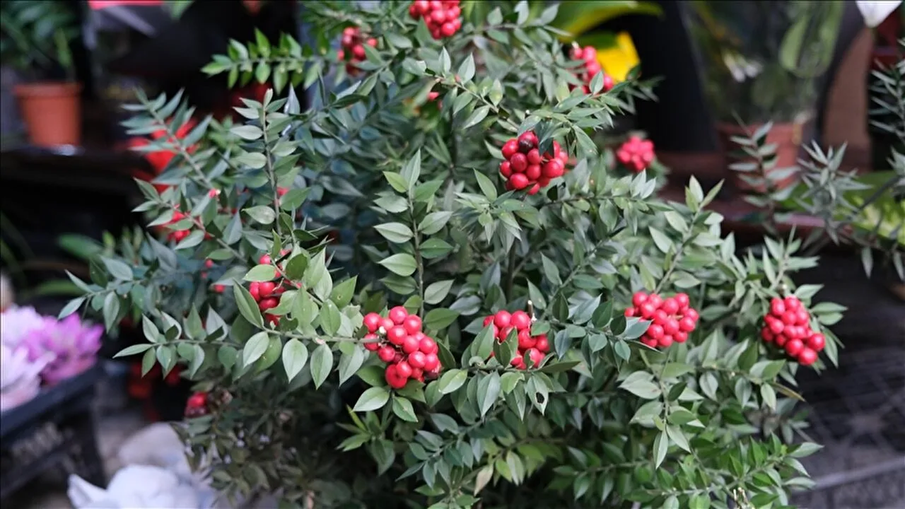 Thumbs B C A3D6Bff98Aff233Eb9C452A231F19231