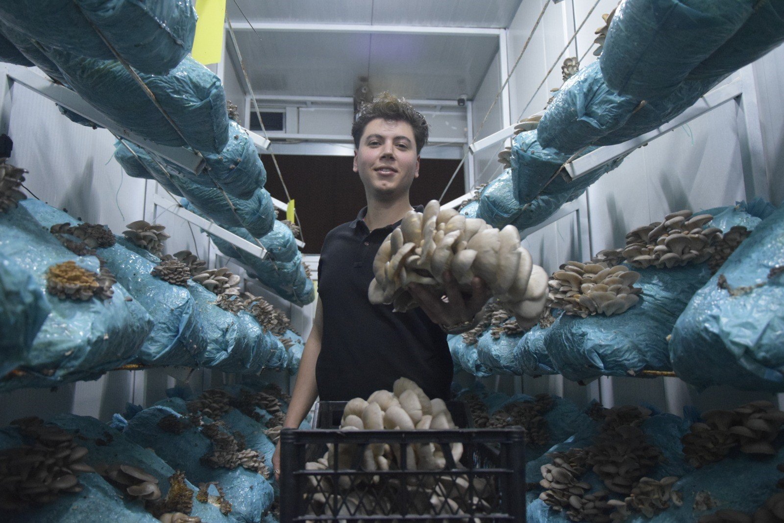 Hobi olarak başladığı mantar yetiştiriciliğinde günde 1 tona yakın hasat elde ediyor