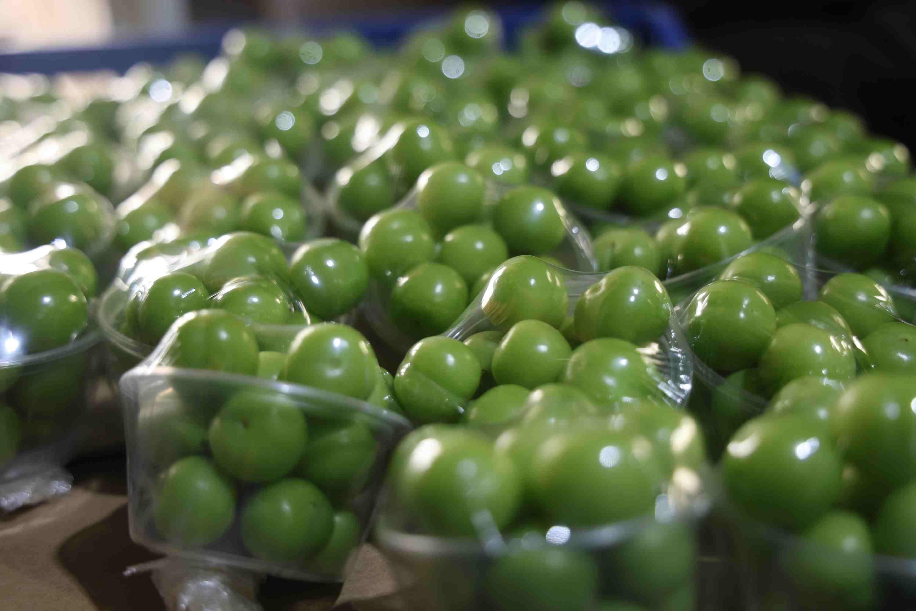 Hatay’da turfanda can eriği Avrupa sofralarına gidiyor