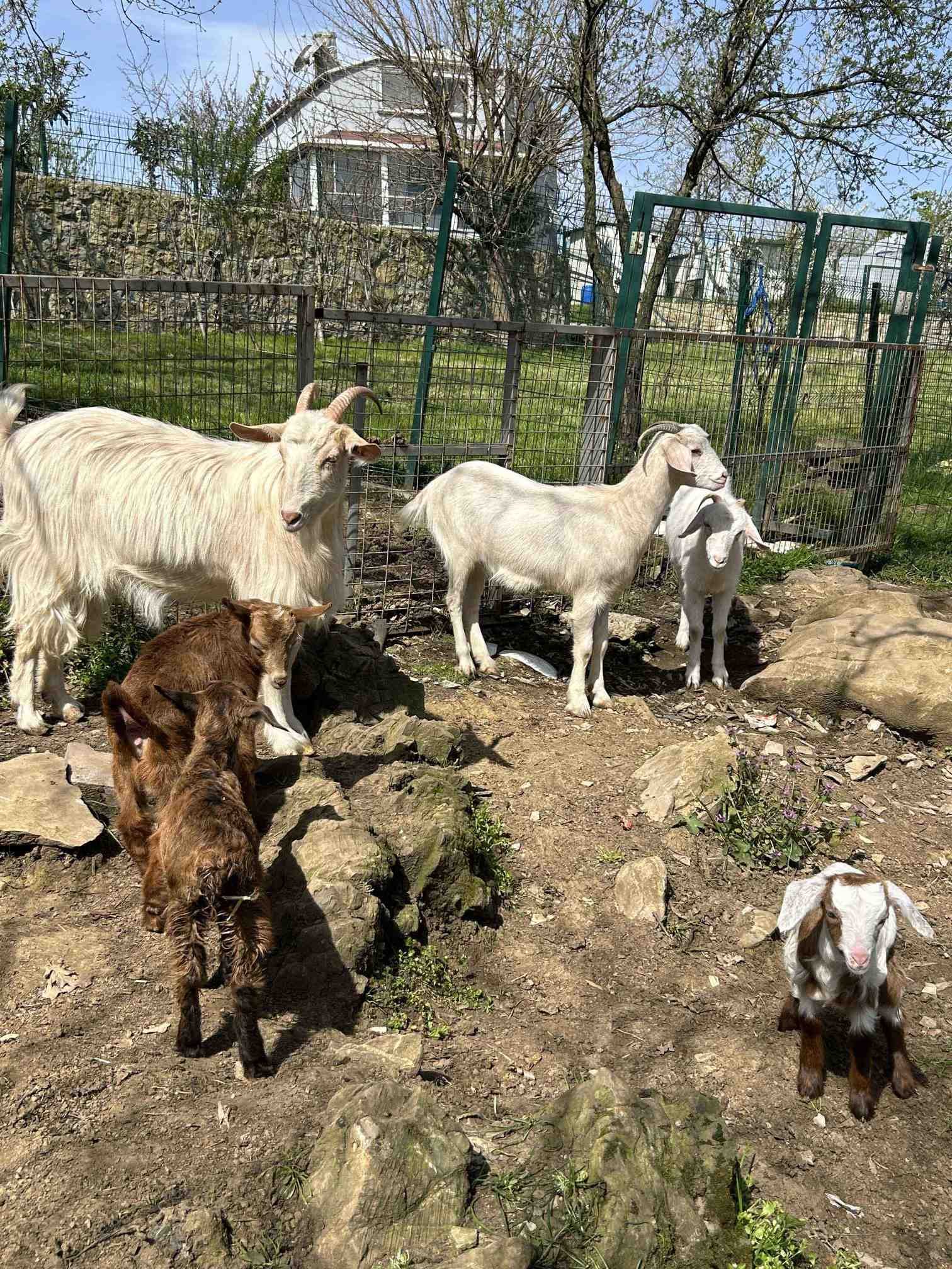 Rehabilitasyondaki Keçiler