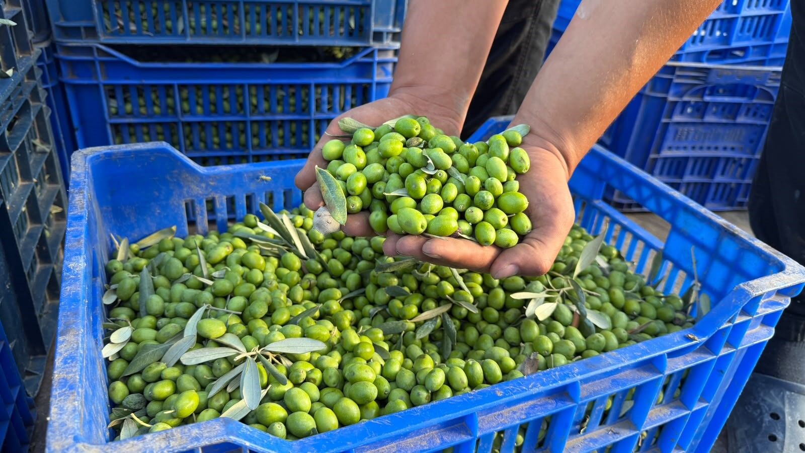 Avrupalılar ilaç diye tüketiyor! 11 kilo zeytinden sadece 1 litre çıkıyor